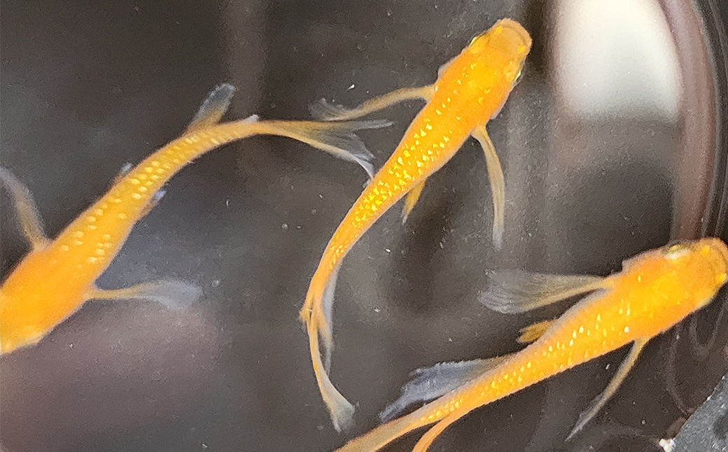 紅華リアルロングフィン 2ペア 4匹