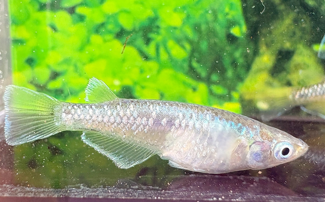メダカ緑光 2ペア 4匹