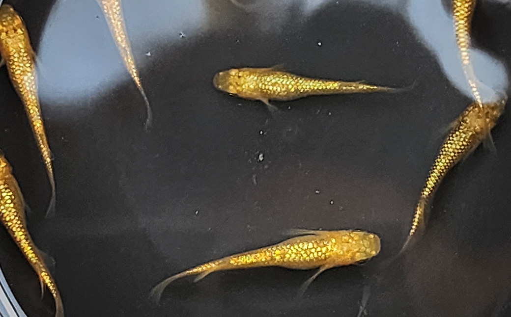 メダカサンシャイン2ペア4匹