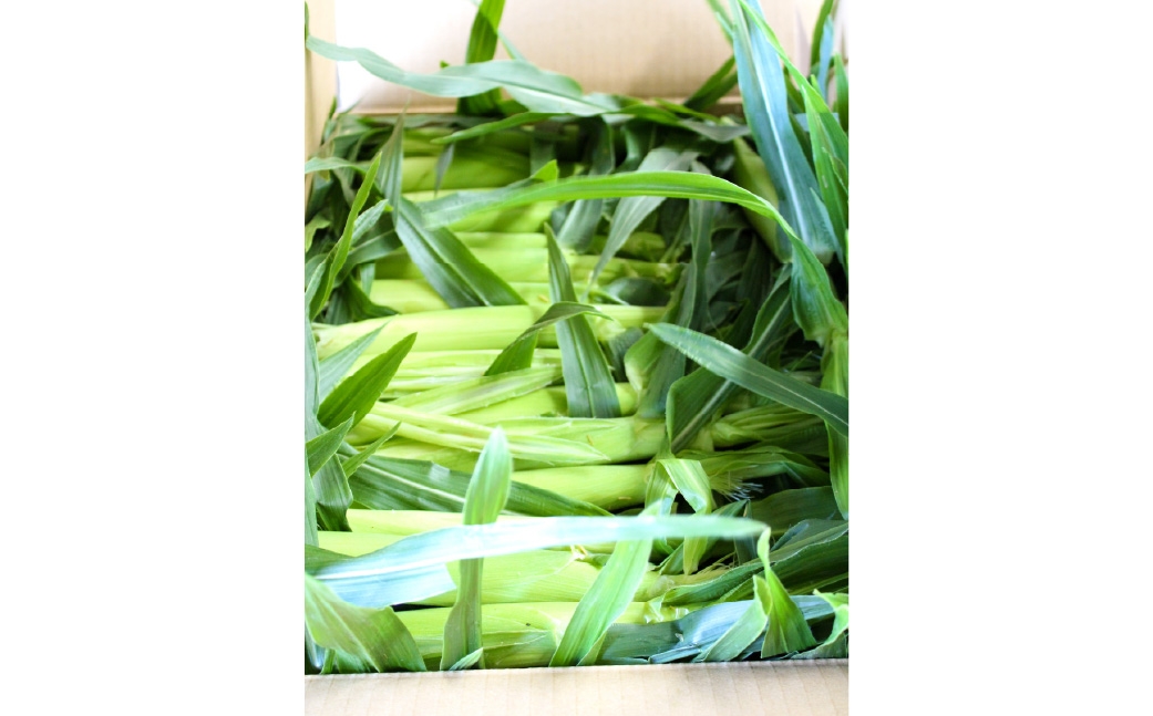 ヤングコーン約5kg（50～80本入）