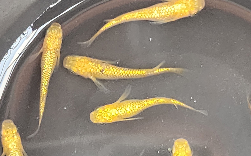 メダカサンシャイン2ペア4匹