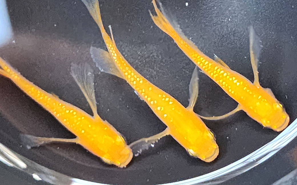 紅華リアルロングフィン 1ペア 2匹