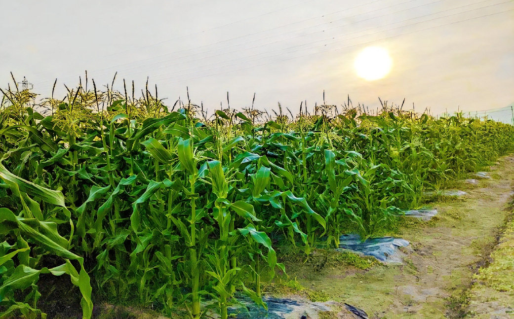 夜中収穫！とうもろこし（ゴールドラッシュ）