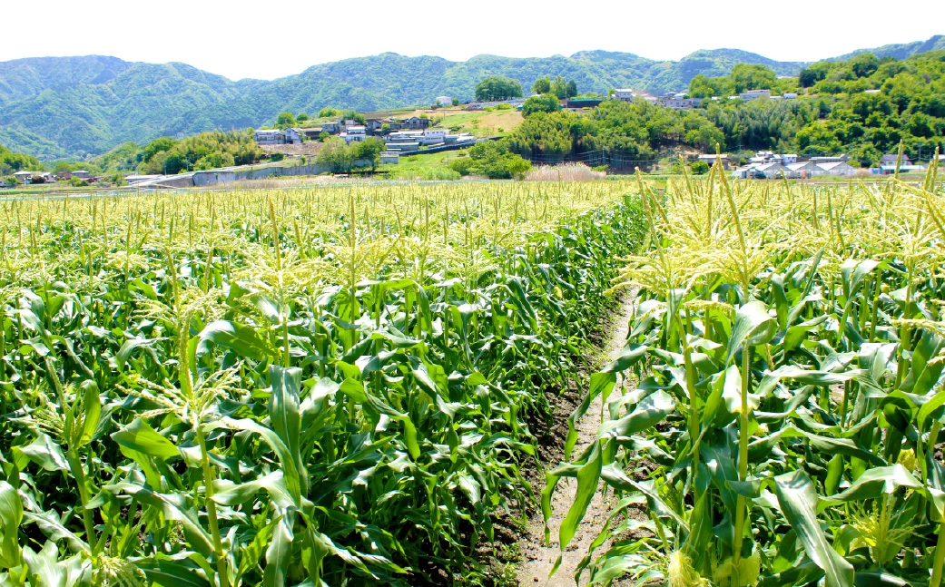 ヤングコーン約5kg（50～80本入）