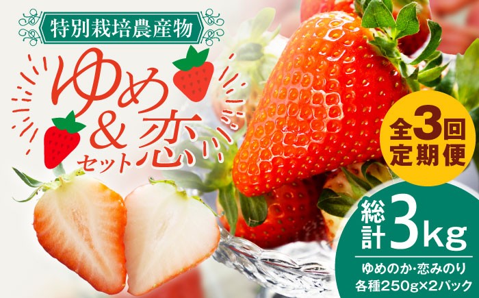  まとめ買い 人気 便利  贈り物 ギフト 食材  イチゴ 苺 フルーツ 果物