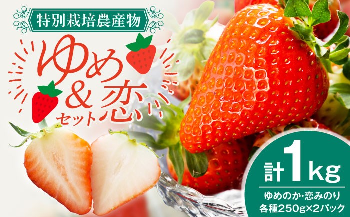 おすすめ オススメ 人気 贈り物 ギフト いちご イチゴ 苺 フルーツ 果物