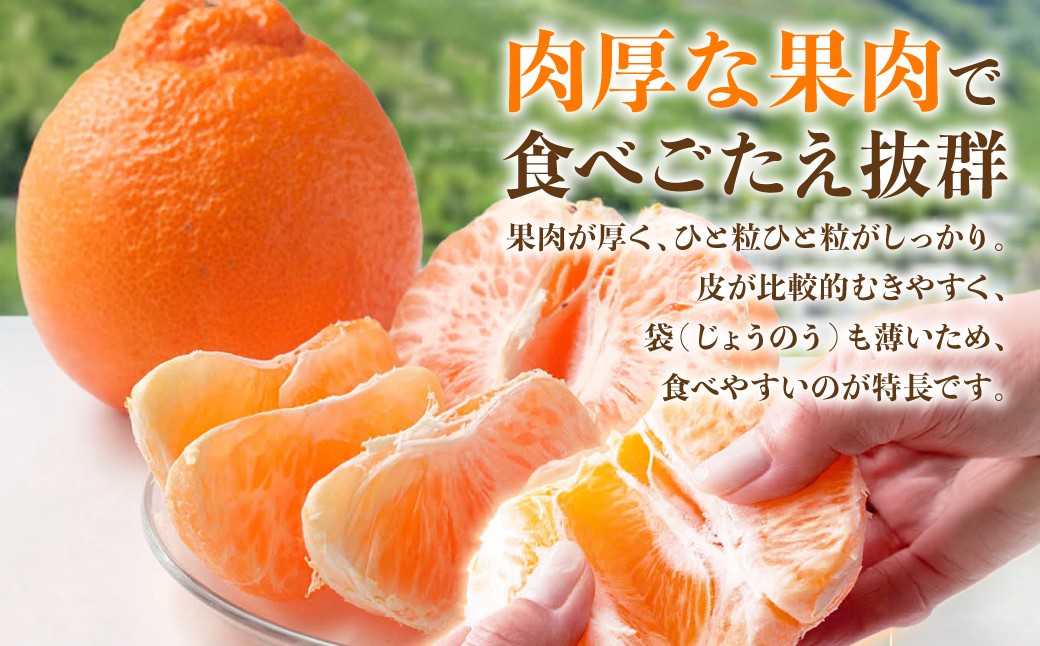 肉厚な果肉で食べごたえ抜群