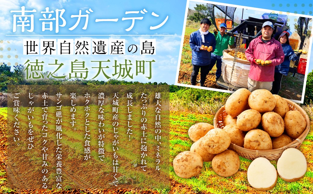 【農家直送】 徳之島 天城町産 赤土じゃがいも 10kg （ M～2L サイズ混合 ）