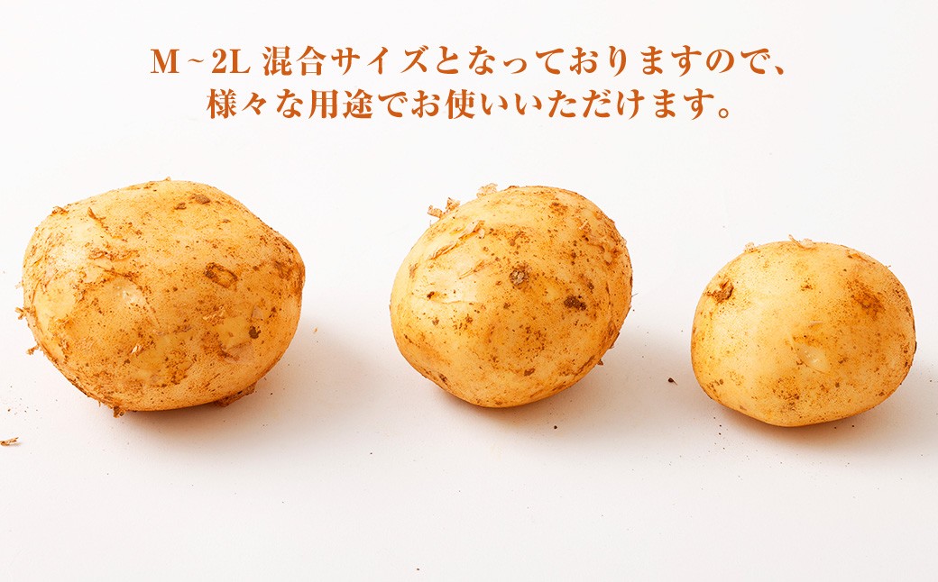 【農家直送】 徳之島 天城町産 赤土じゃがいも 10kg （ M～2L サイズ混合 ）