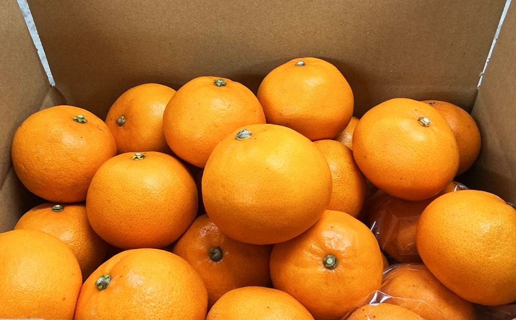 温州みかん(早生)約5kg