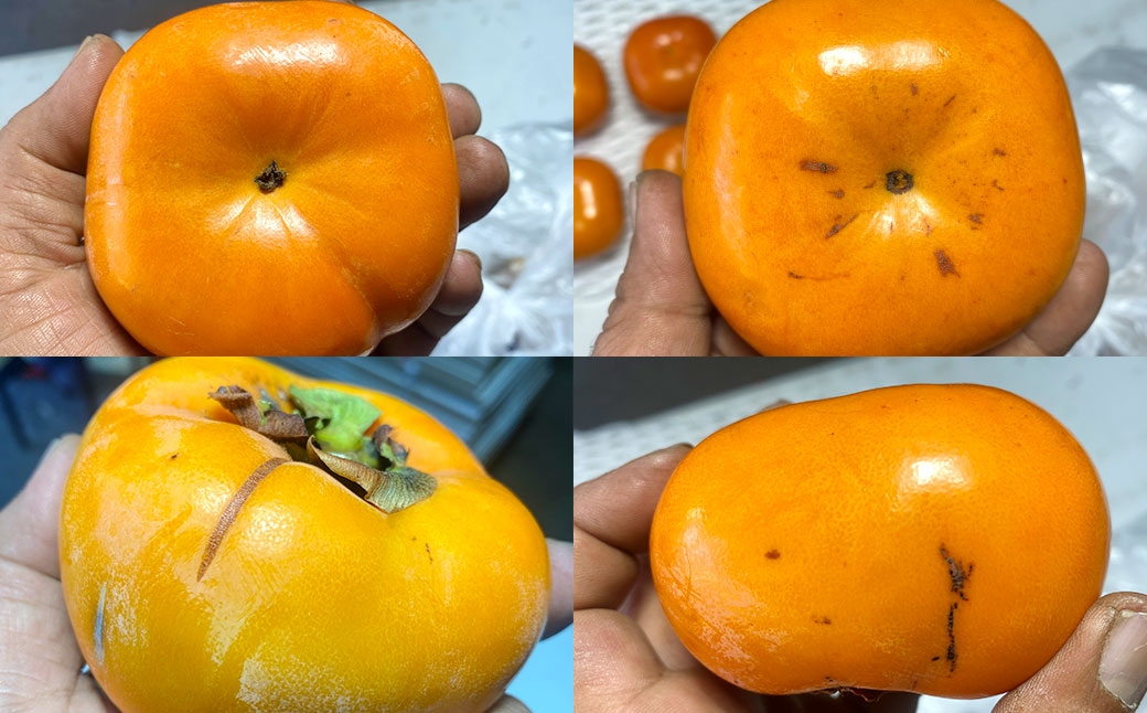 【訳あり品】 福岡県ブランド柿 秋王 訳あり品 5－7玉 約1.8kg 種無し