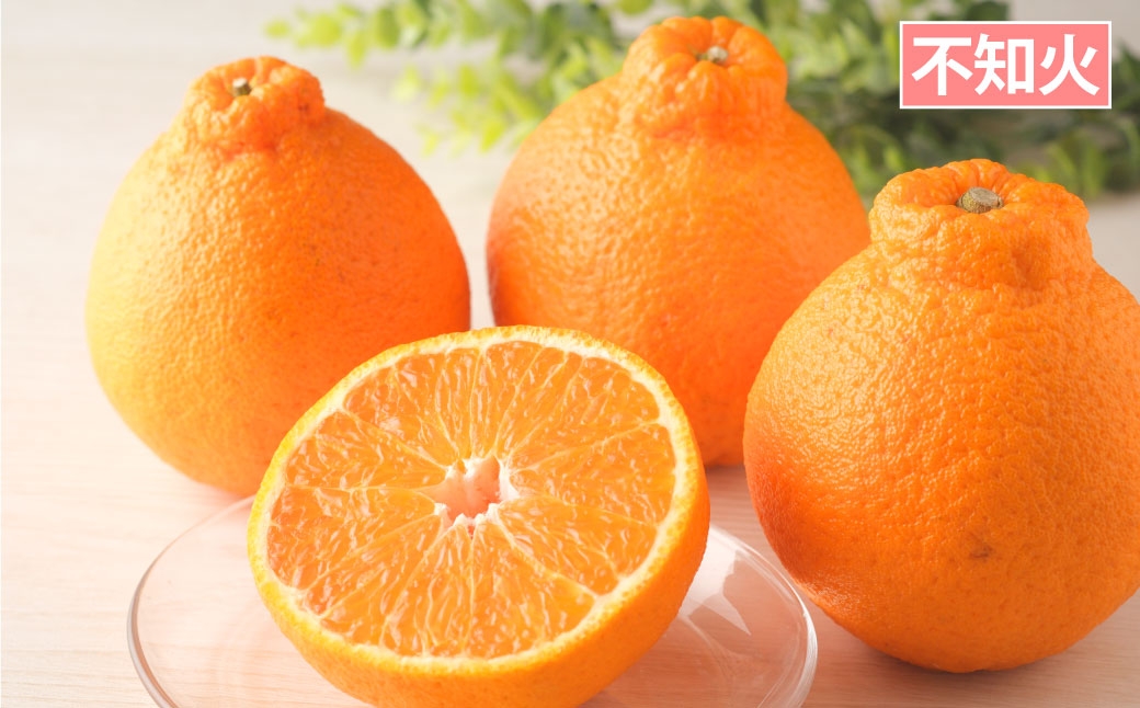 長崎 旬のフルーツ 定期便 ライト シャインマスカット・巨峰・ハウス桃・びわ・柑橘