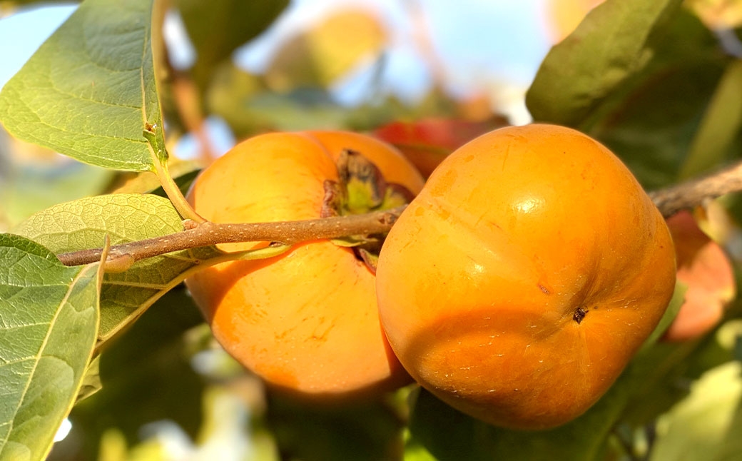 福岡県ブランド柿 秋王 5－7玉 約1.8kg 種無し