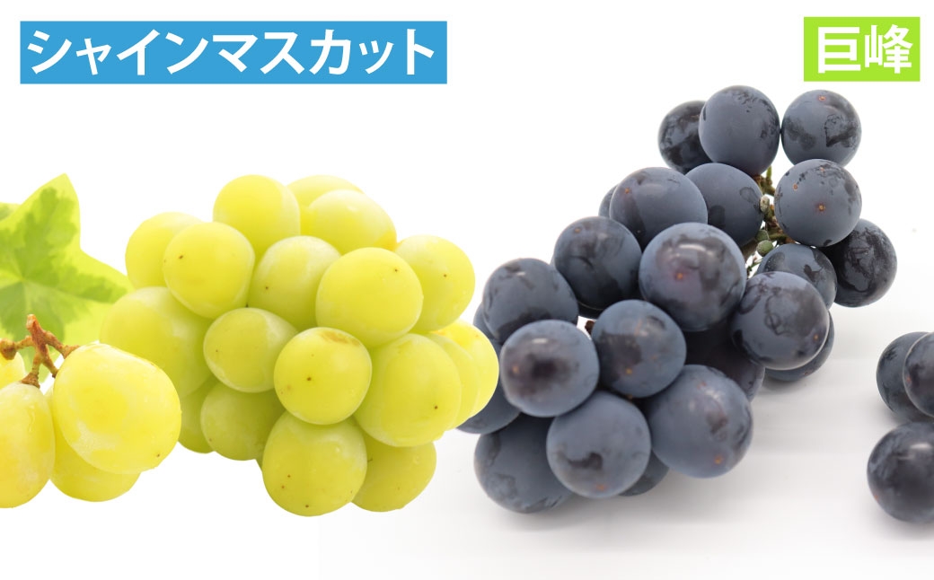 長崎 旬のフルーツ 定期便 ライト シャインマスカット・巨峰・ハウス桃・びわ・柑橘