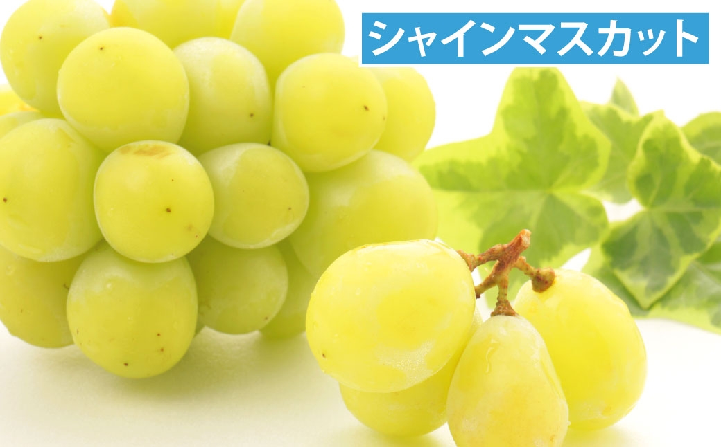 長崎 旬のフルーツ 定期便 ライト シャインマスカット・ハウス桃・びわ・柑橘