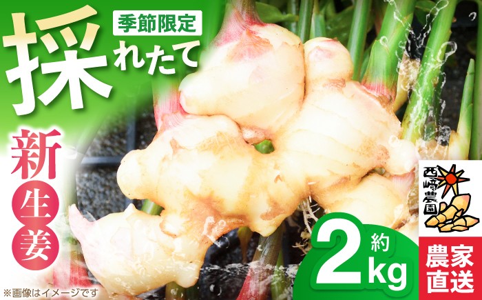 生姜 ショウガ しょうが 新ショウガ 新しょうが ハウス ジンジャー ガリ 温活 冷え対策 野菜 食品 高知 季節限定