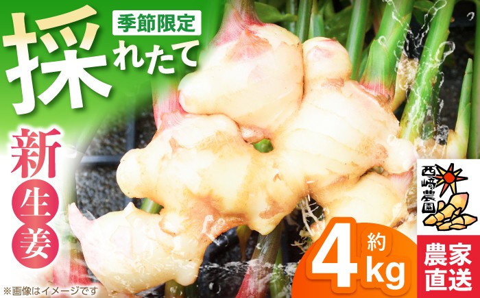 生姜 ショウガ しょうが 新ショウガ 新しょうが ハウス ジンジャー ガリ 温活 冷え対策 野菜 食品 高知 季節限定