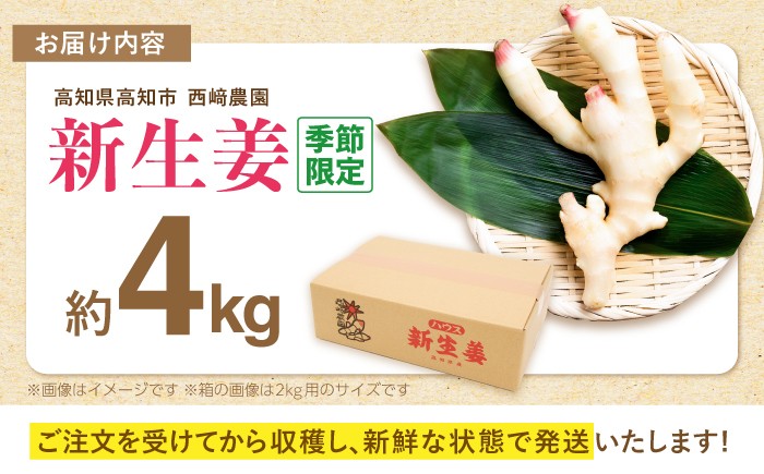 生姜 ショウガ しょうが 新ショウガ 新しょうが ハウス ジンジャー ガリ 温活 冷え対策 野菜 食品 高知 季節限定