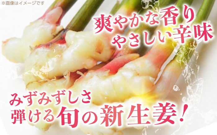 生姜 ショウガ しょうが 新ショウガ 新しょうが ハウス ジンジャー ガリ 温活 冷え対策 野菜 食品 高知 季節限定