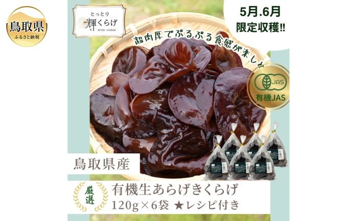 鳥取県産有機生あらげきくらげ（6パック入）レシピ付_T2600417