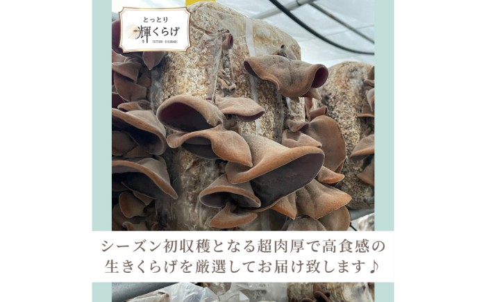 鳥取県産有機生あらげきくらげ（6パック入）レシピ付_T2600417