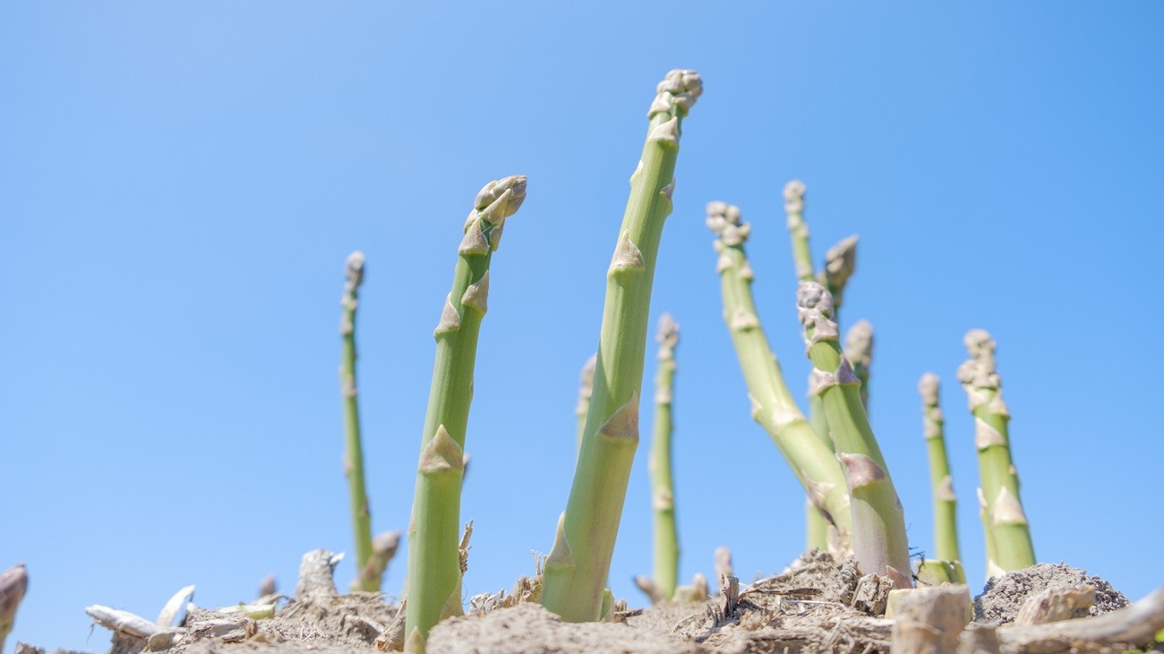 太陽の光いっぱいに浴びて