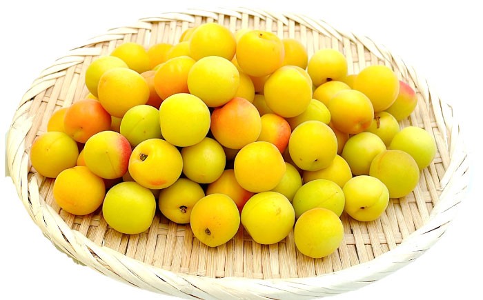 小梅 青梅 生梅 梅干し 梅干 梅酒 梅ジュース 梅シロップ 4kg 先行予約