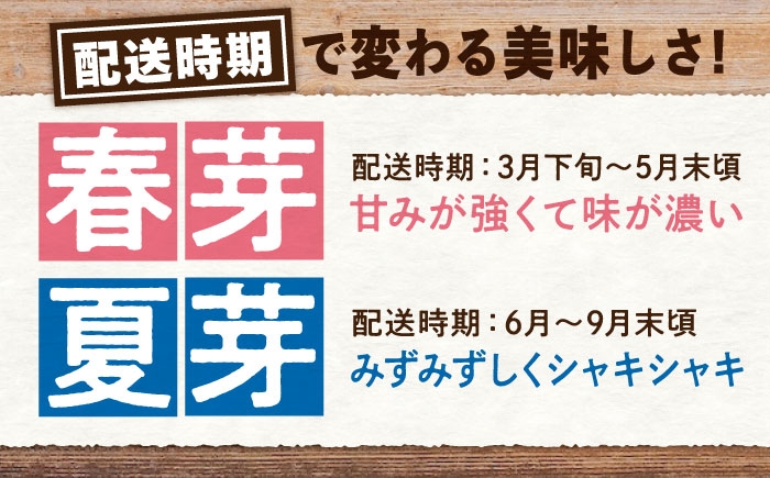 食べ比べ アスパラ 旬 野菜 グリーンアスパラ とれたて アスパラガス 朝採り 直送便 定期便 春野菜 夏野菜