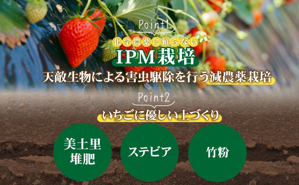 いちご イチゴ 苺 とちあいか 完熟 ジャム スムージー スイーツ デザート アイス シャーベット