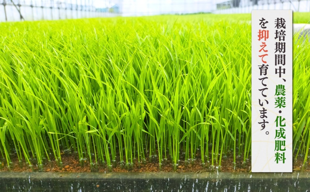 新県弥彦村石井農園 コシヒカリ白米・玄米 食べ比べセット＜白米5kg、玄米5kg＞