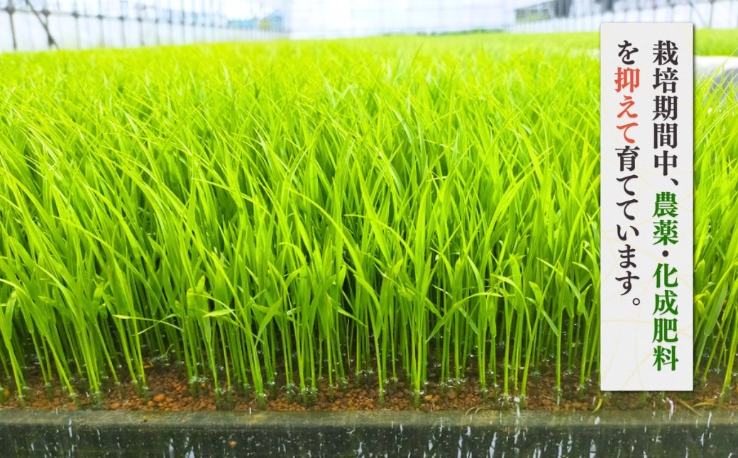 新潟県弥彦村石井農園 コシヒカリ＜白米 10kg＞ 