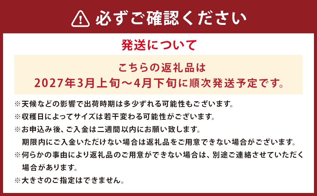 【数量限定】朝堀り 筍 2kg　熊本県産米  約500g 付き