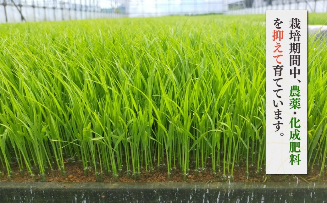 酵素玄米 パックご飯 12個 (3個×4セット) 熟成3日 発芽玄米 コシヒカリ