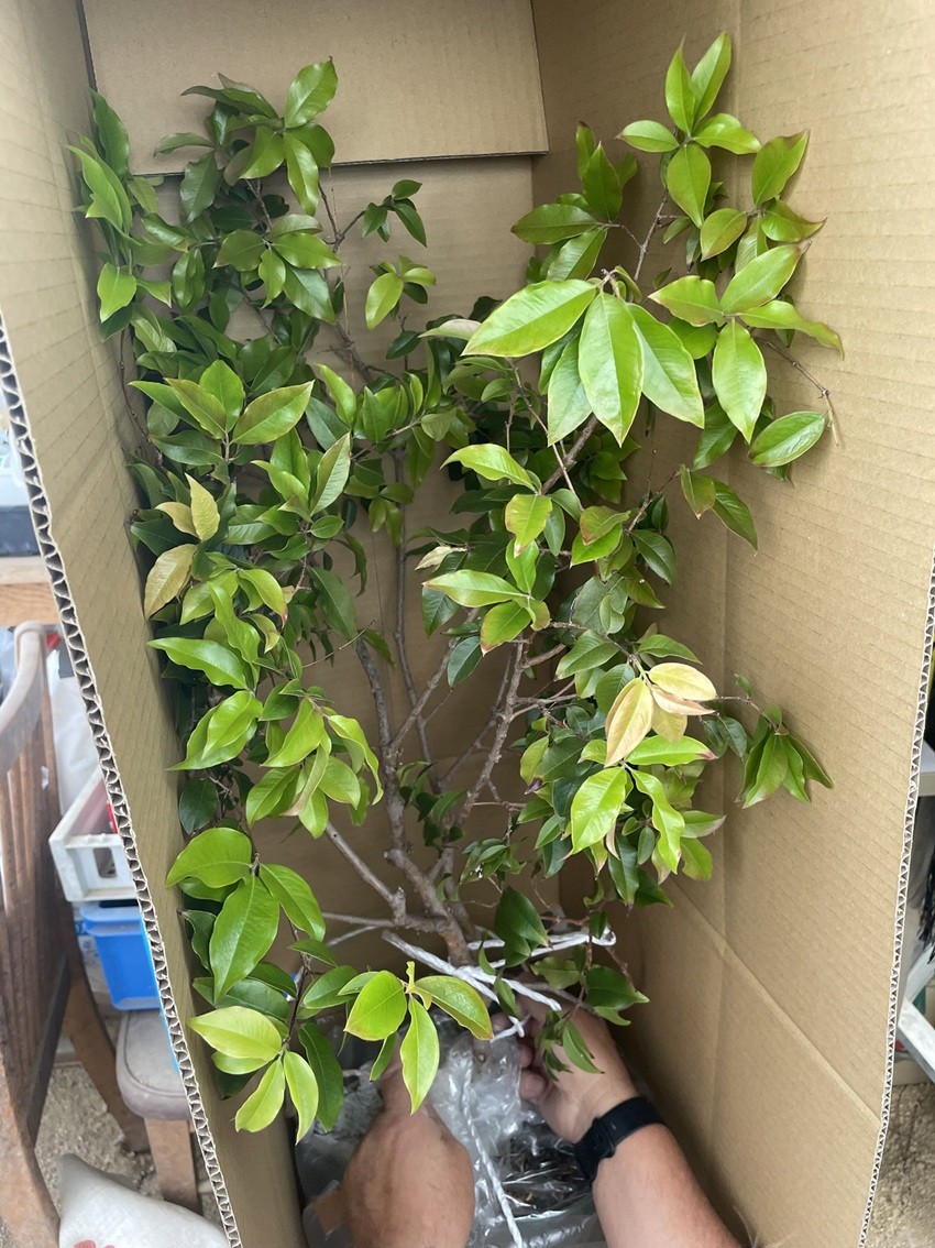 ジャポチカバ梱包