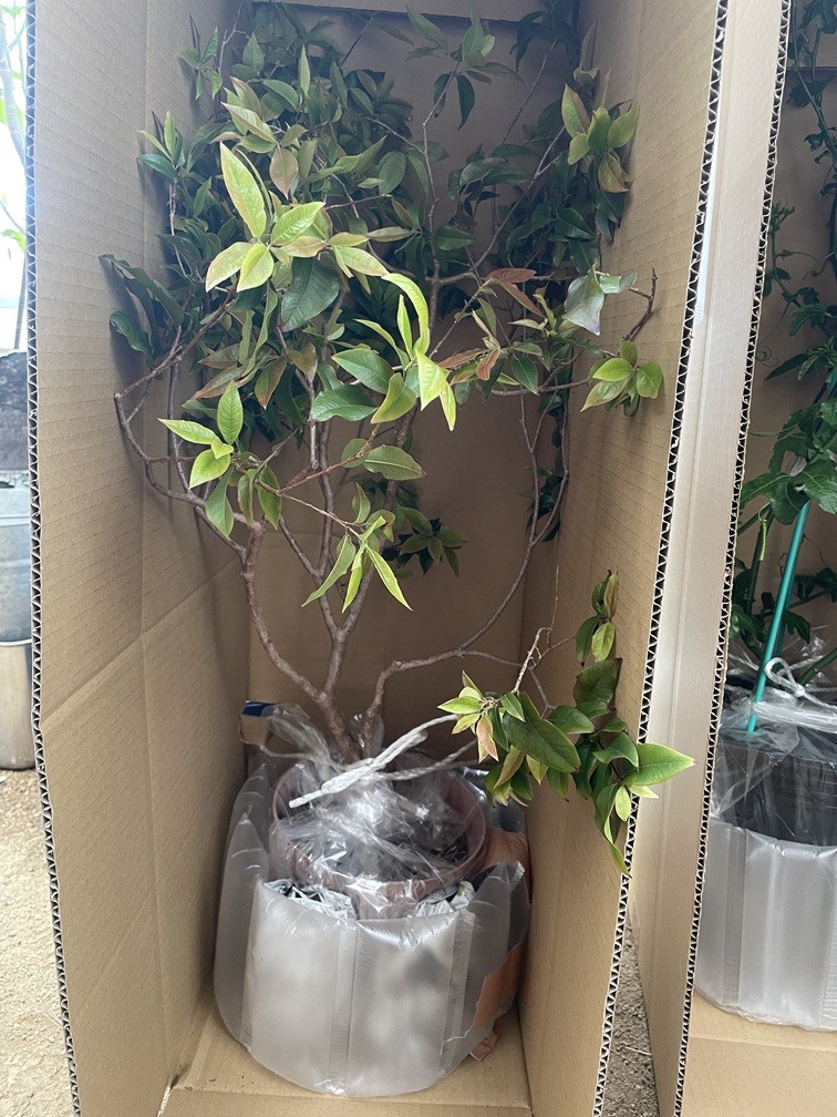 ジャポチカバ梱包