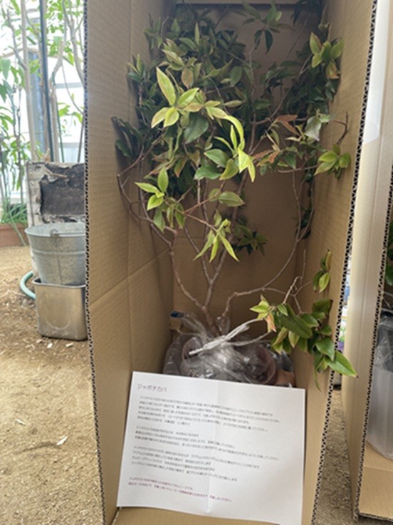 ジャポチカバ説明書