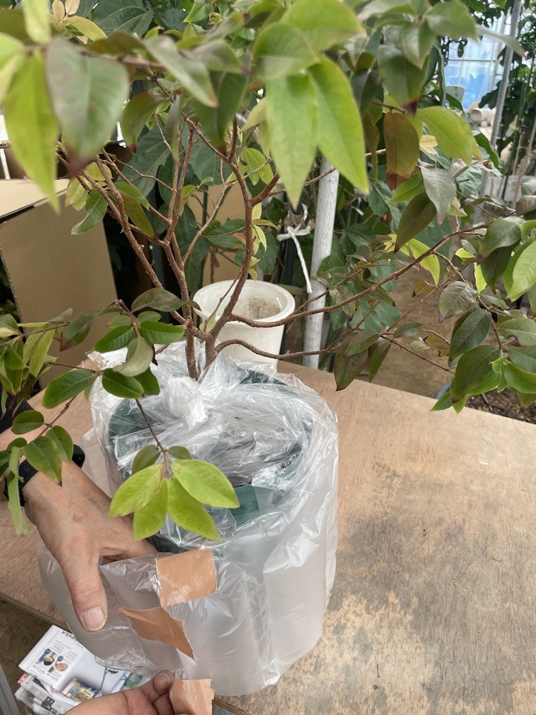 針を巻いている所