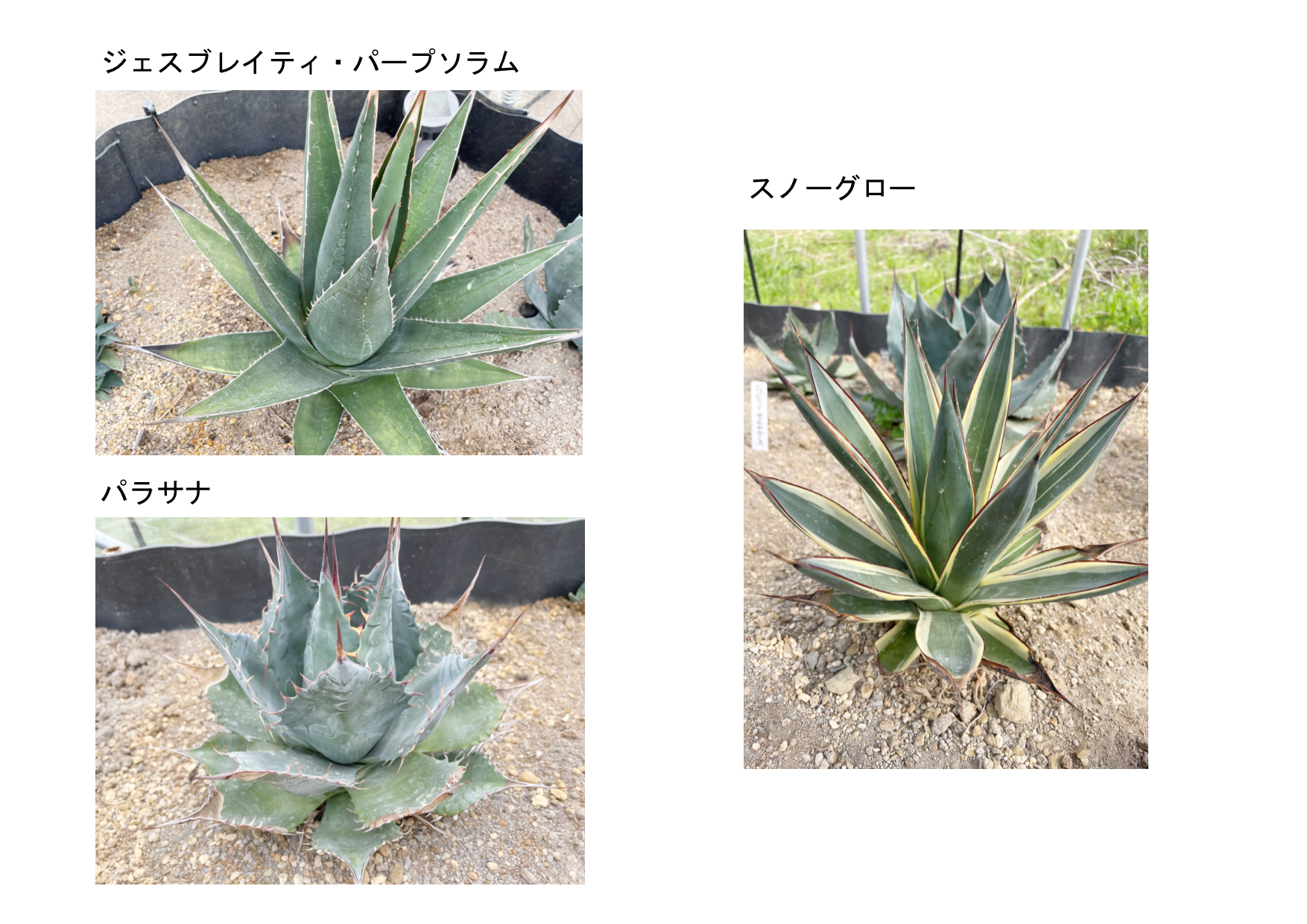 アガベ３品種