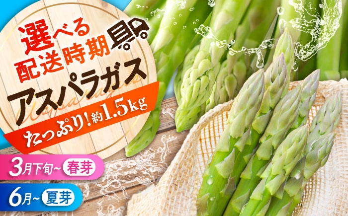 アスパラ 旬 野菜 グリーンアスパラ とれたて アスパラガス 朝採り 夏野菜