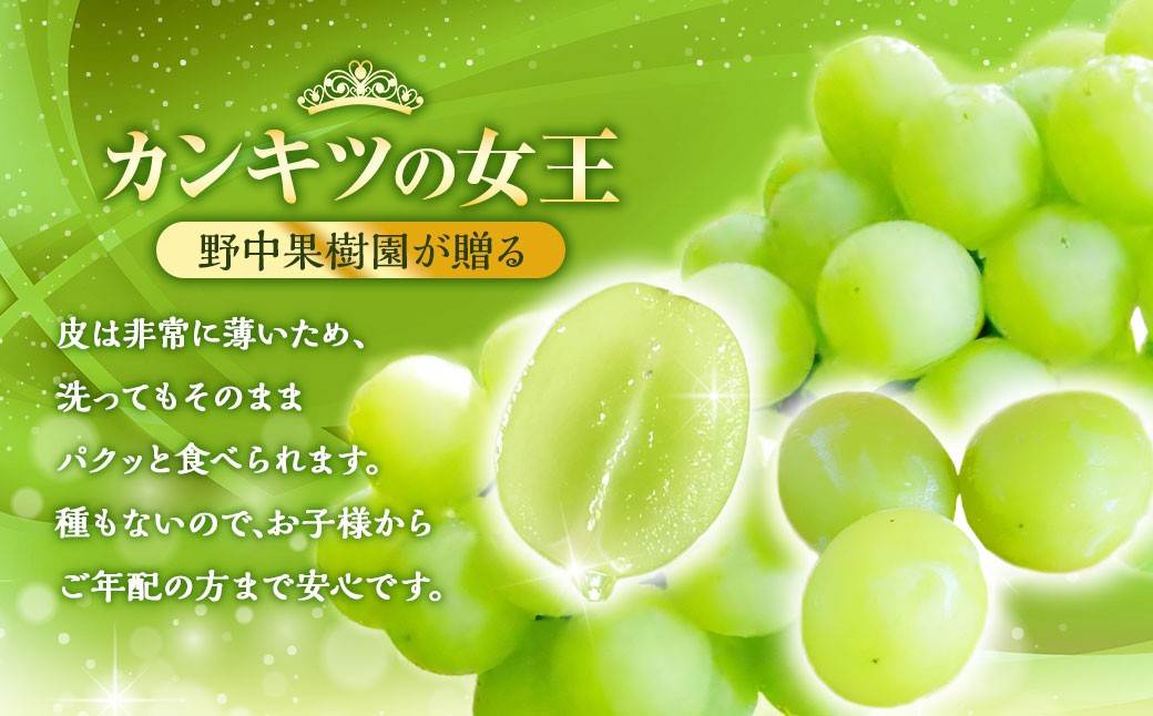 シャインマスカット約1kg（2～3房）