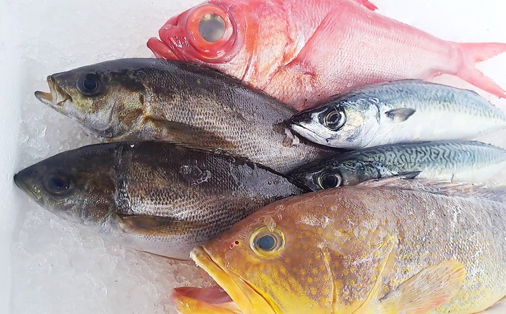 長崎産 地元の鮮魚店 おすすめ 鮮魚 BOX 3kg 魚 お魚 海鮮 魚介 新鮮 カト健 長崎