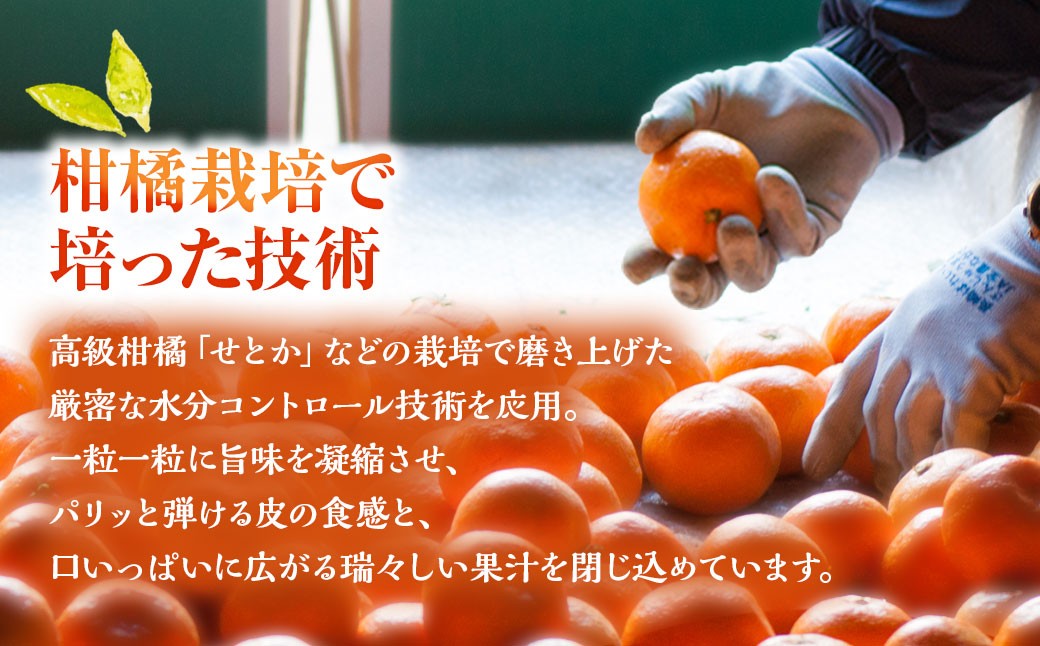 シャインマスカット約1kg（2～3房）