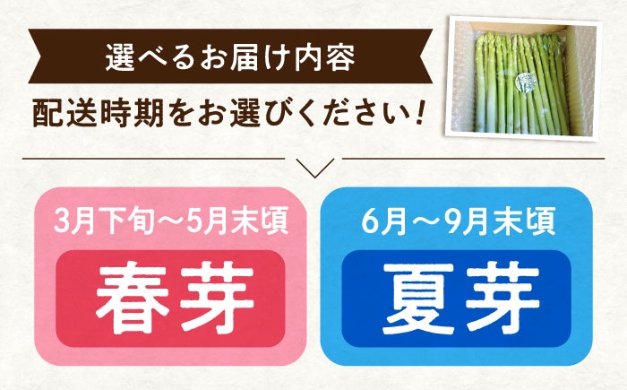 アスパラ 旬 野菜 グリーンアスパラ とれたて アスパラガス 朝採り 夏野菜