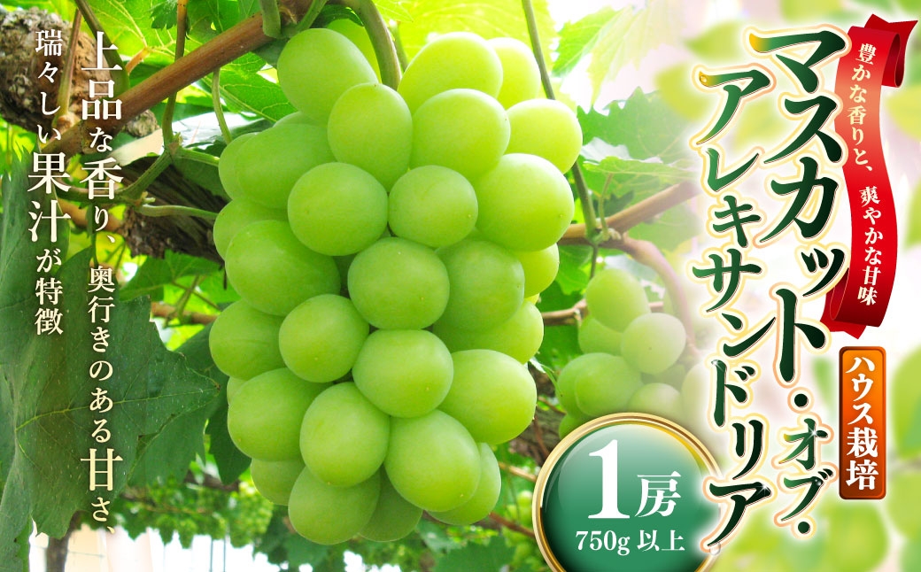 岡山県産マスカットオブアレキサンドリア1房（750g以上）ハウス栽培