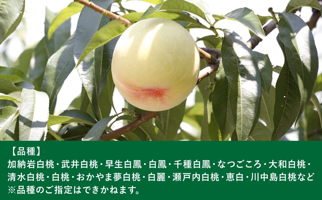 岡山白桃（中世）7玉（1玉260g以上）
