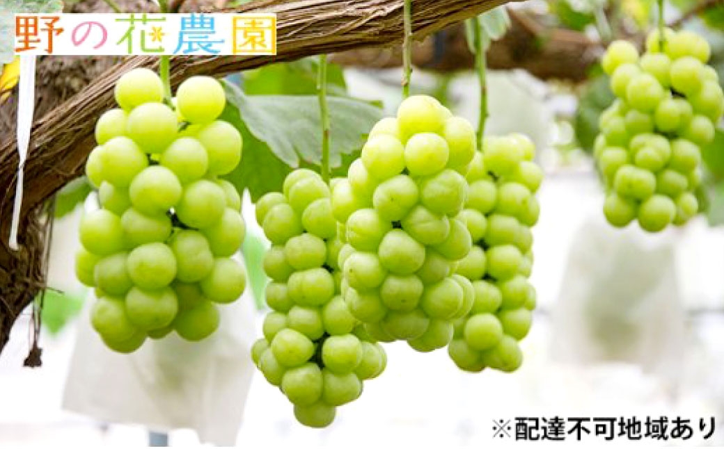 岡山県産桃太郎ぶどう2房（1房480g以上）ハウス栽培