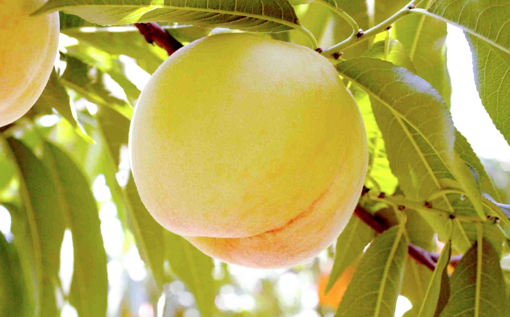 岡山白桃&シャインマスカットセット小