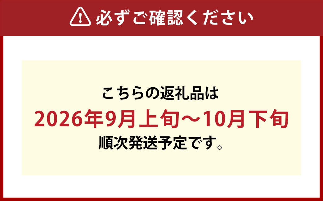 つる付きニューピオーネ3房（1房580g以上）露地栽培