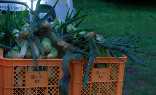 わずか1ヶ月の「旬」を逃さないために。一株に一果、贅沢に育てた選りすぐりの一品を、ご予約順に順次お届けします。