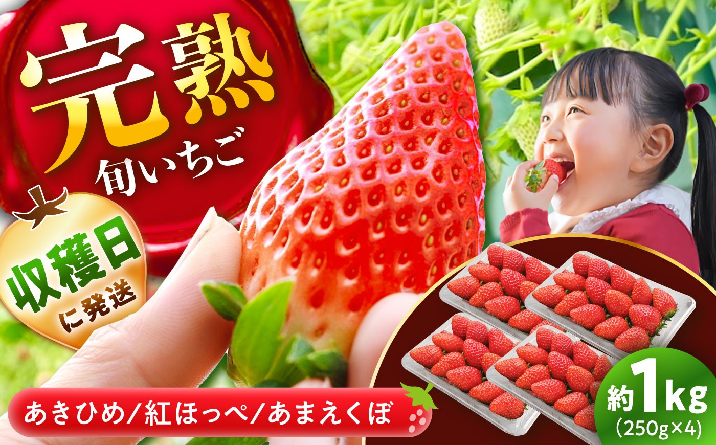 いちご イチゴ 苺 完熟 完熟苺 完熟いちご 完熟イチゴ ストロベリー 新鮮 甘い 果物 フルーツ